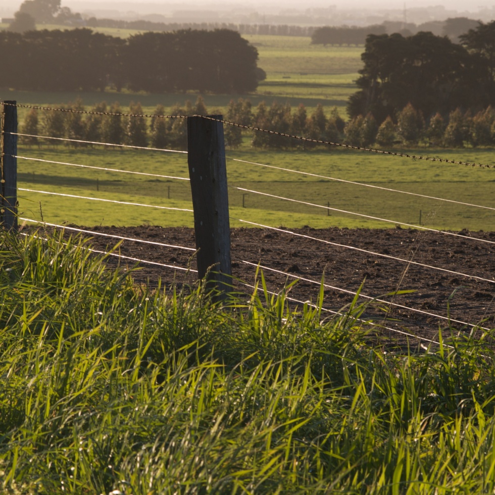 sika australia fence field sunshine grass